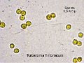 Tulostoma fimbriatum-amf1915-spores